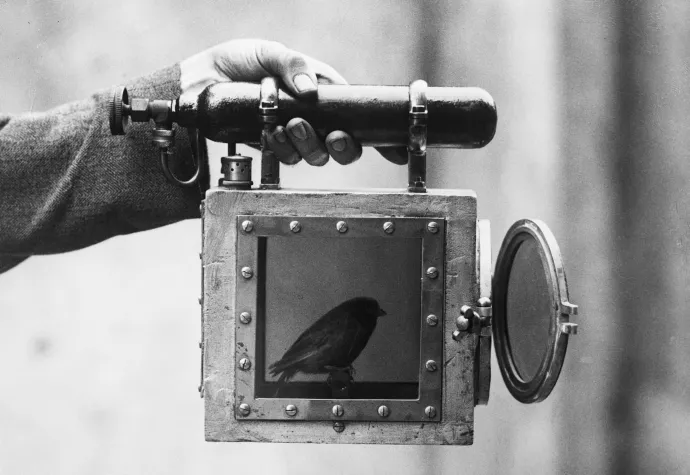 Kanári egy tárolóban a madár esetleges újraélesztésére szolgáló beépített oxigénpalackkal, 1922 környékén – Fotó: Bettmann / Getty Images