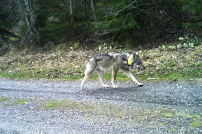 Természetkárosítás miatt indult büntetőeljárás a kilőtt farkas ügyében