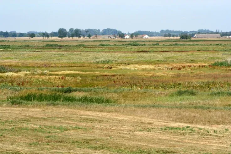 Magyar kutatók gyepkísérlete segíthet abban, hogy újra madárdaltól legyen hangos a határ
