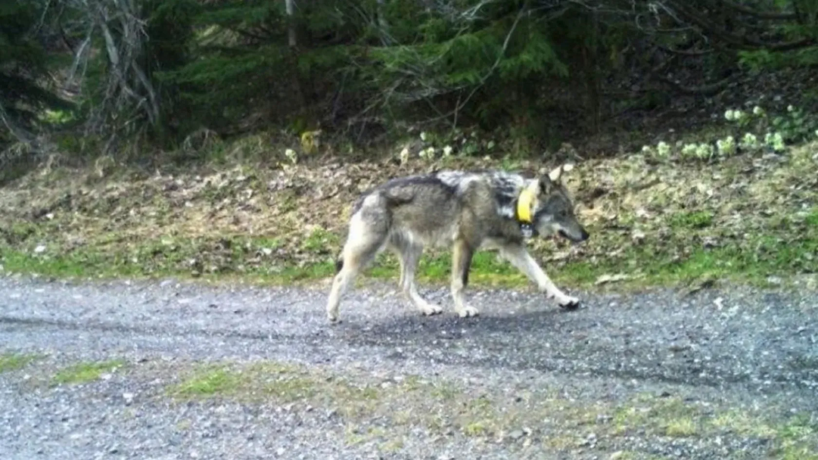 Százzal is haladhatott a jeladója szerint a Hidasnémeti környékén kilőtt farkas