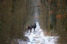 Vadkamera rögzítette az erdei medencébe csobbanó medvéket, őzeket