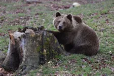 Hargita megyébe hívja Borboly az EP petíciós bizottságát, hogy a medvekárokról tájékozódjanak
