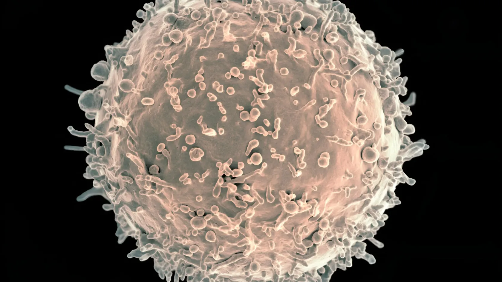 Ősi vírusmaradványok segíthetnek a rák ellenszerének kidolgozásában