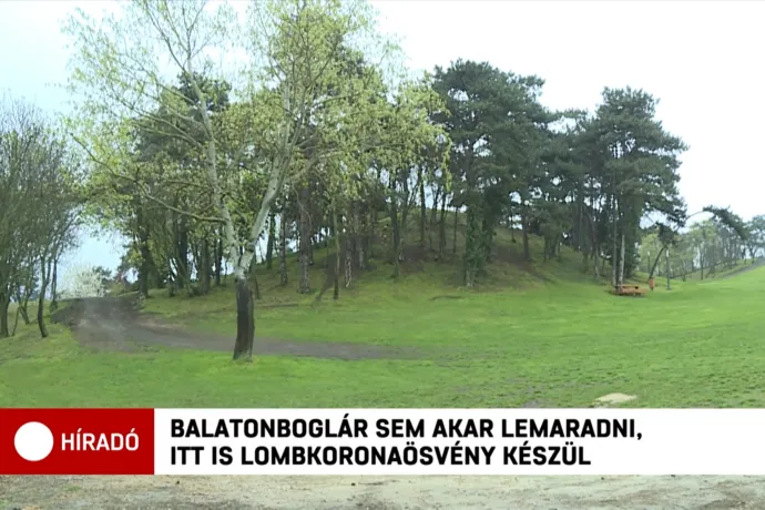 Néhány fa közé építenek lombkoronaösvényt Balatonbogláron