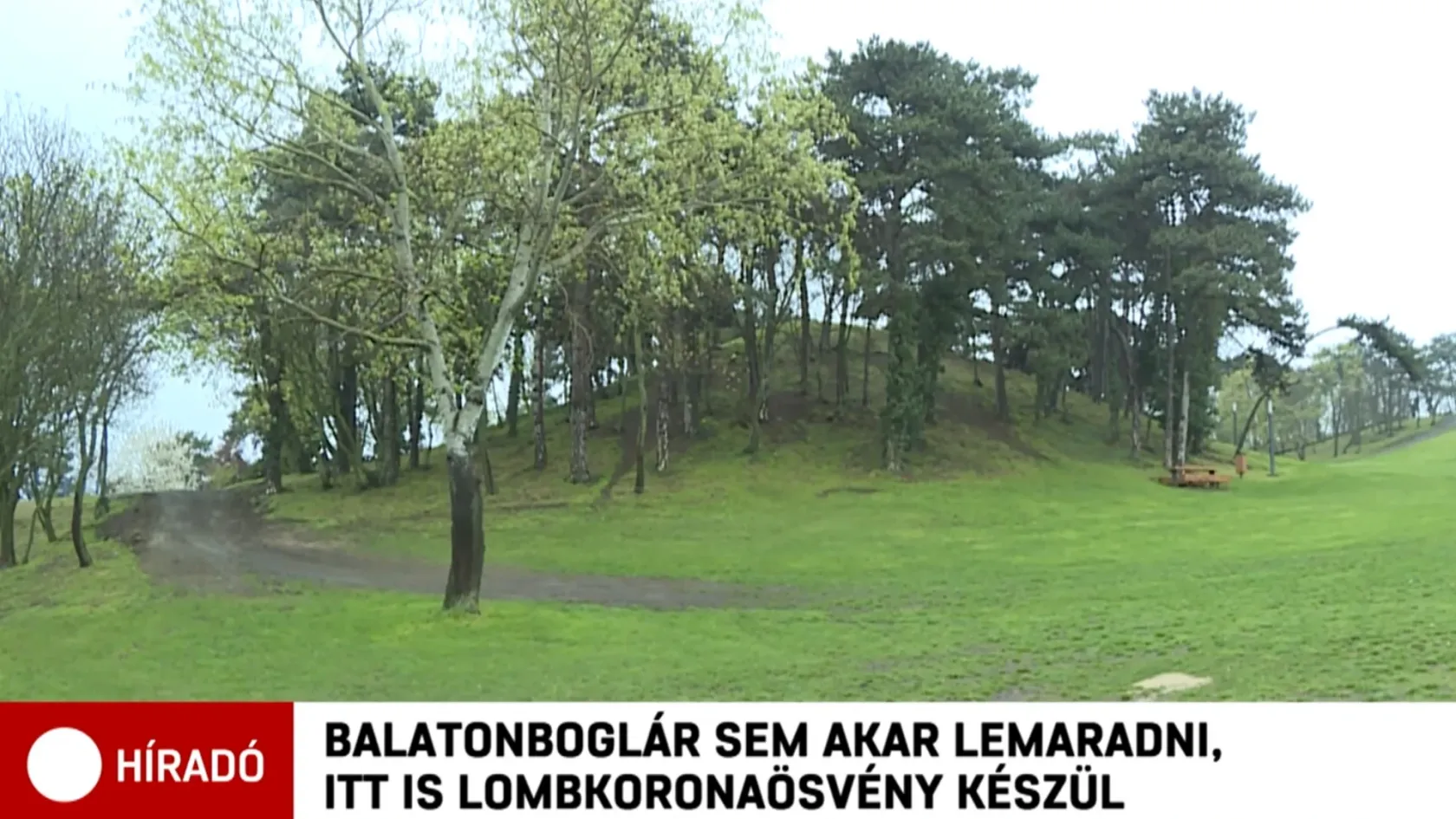 Néhány fa közé építenek lombkoronaösvényt Balatonbogláron