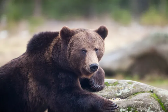 Három medve lett közlekedési baleset áldozata Maros megyében