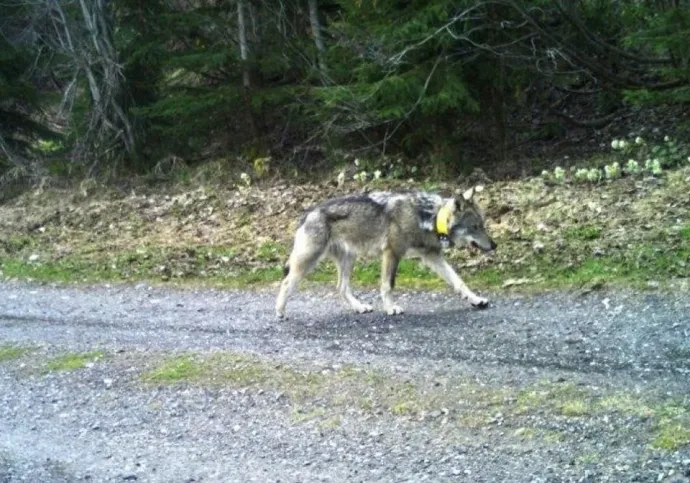 A kilőtt, Svájcból érkező, M237 jelű farkas – Fotó: Wolf Switzerland Group