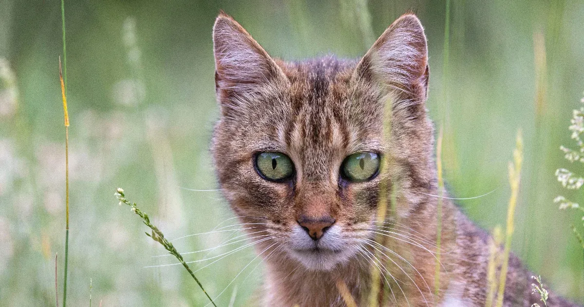Kids could have caught wild cats in a contest in New Zealand, but they were amazed