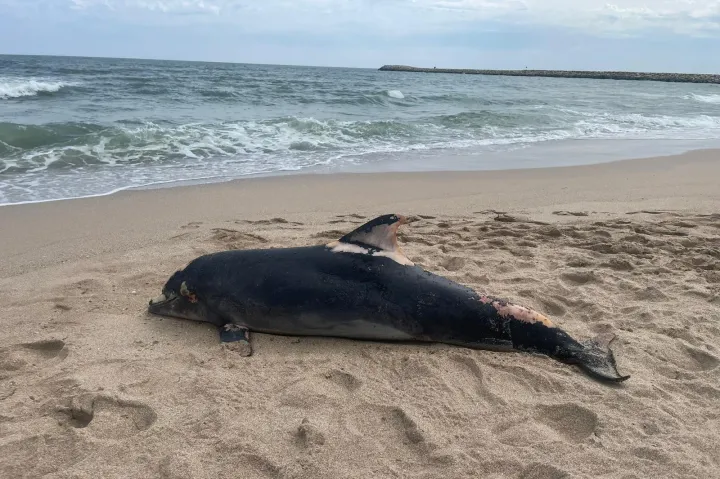 Négy delfint találtak a román tengerparton, halászat miatt pusztulhattak el