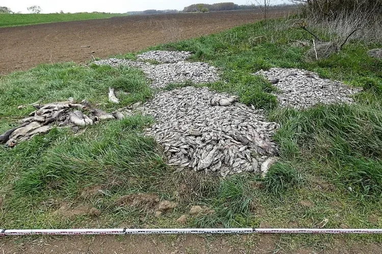 Egy tonnányi bűzölgő haltetemet borított a szántóföldre