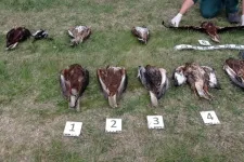 Csirkehúsba tett méreggel öltek meg tíz ragadozómadarat Mórahalomnál