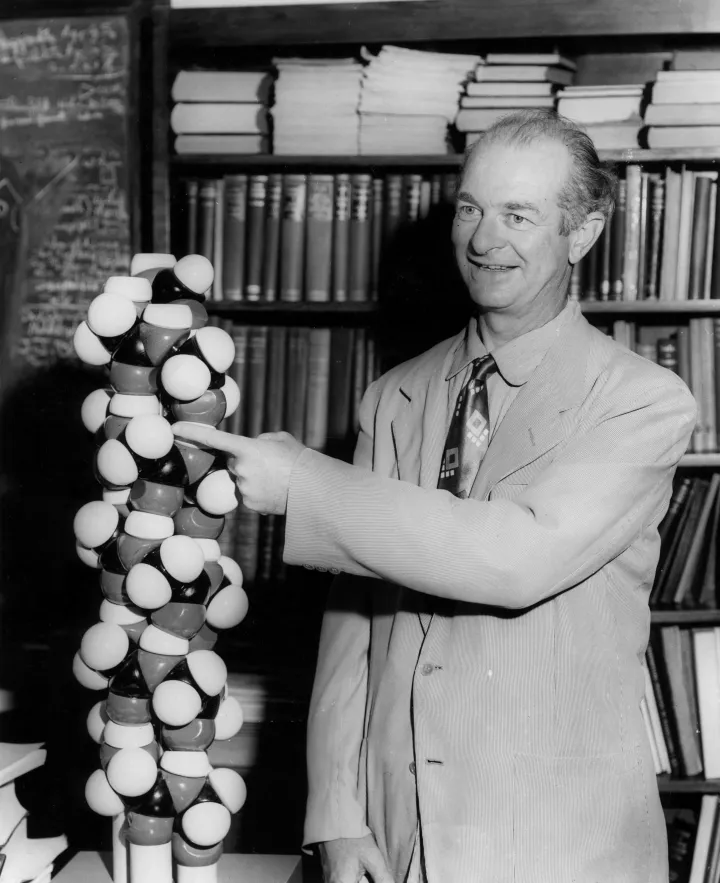 Linus Pauling és a spirális modell – Fotó: Ann Ronan Picture Library / Photo12 / AFP