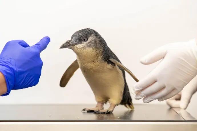 Ő itt Chaka, az első pingvin, aki átesett egy MRI-vizsgálaton