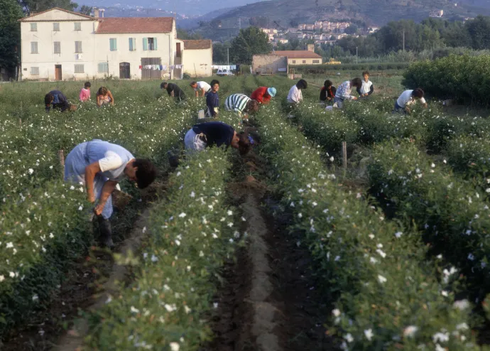 Parfümgyártáshoz jázminvirágokat szednek a franciaországi Grasse területén, 1987-ben – Fotó: Julio Donoso / Getty Images