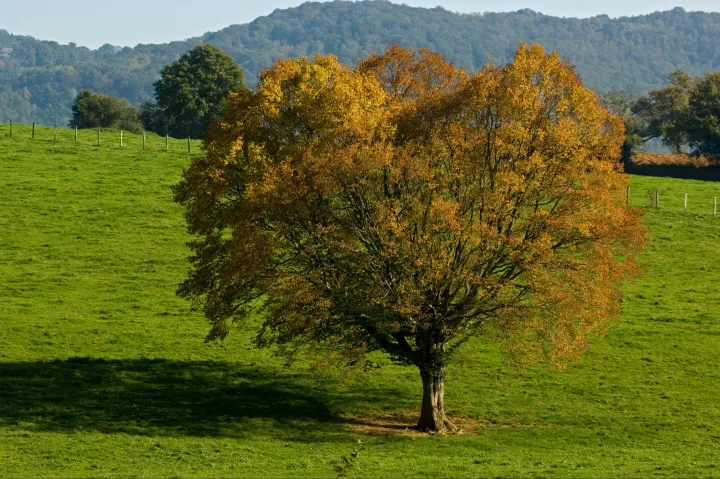 Egy friss magyar kutatás szerint igenis hasznosak a fák a legelőkön