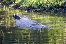Egy krokodilban találták meg az eltűnt ausztrál halász maradványait