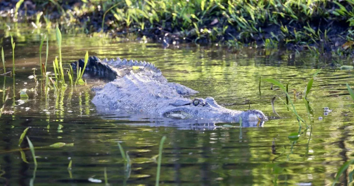 The remains of a missing Australian hunter have been found in a crocodile