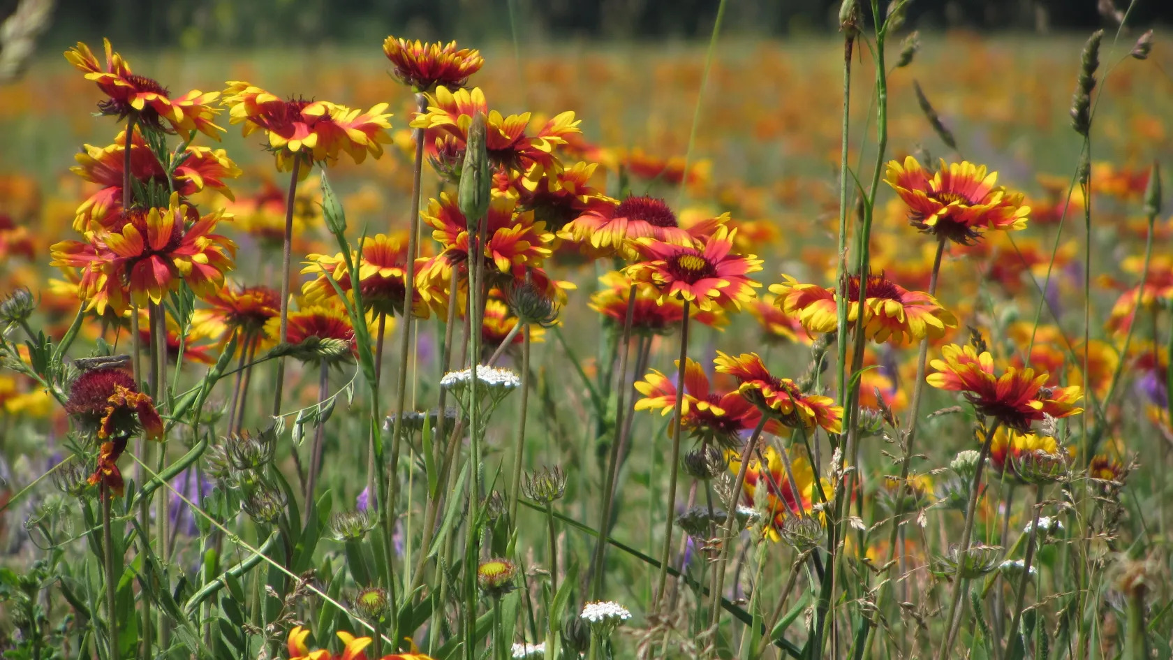 Szép ez a virág, de azért jobb lenne, ha nem szabadulna el