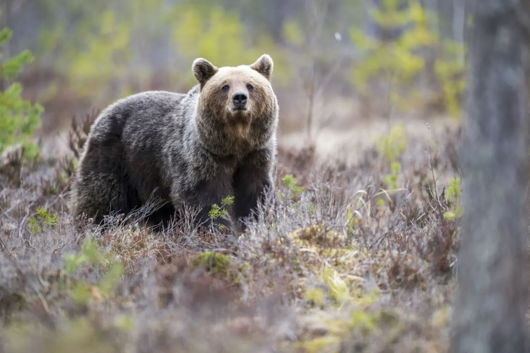A medvekilövési kvótát megalapozatlan adatok alapján határozták meg a környezetvédők szerint