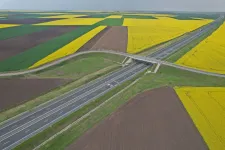 Ilyen a dél-erdélyi autópálya repcevirágzás idején