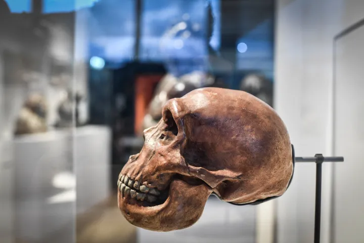 Brit tudósok szerint a neandervölgyi embertől örökölt géneknek köszönhetjük az orrunk formáját