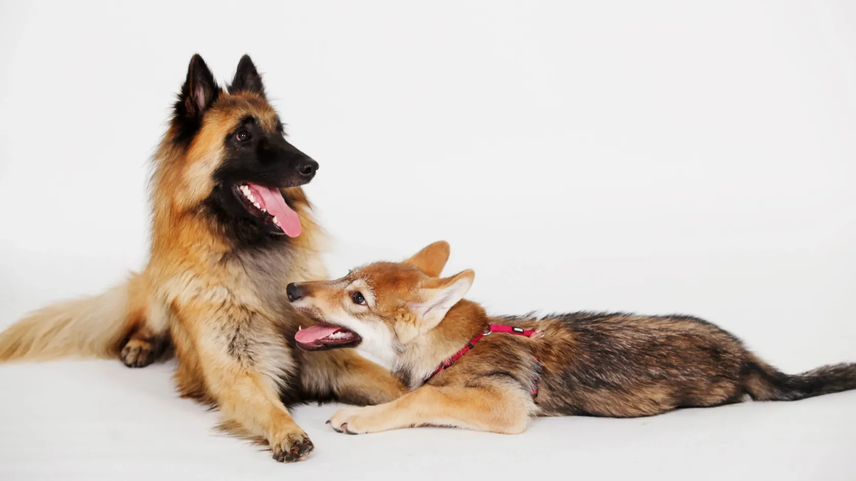 A háziasítás csökkentette, de a modern kor megnövelte a kutyák agyméretét