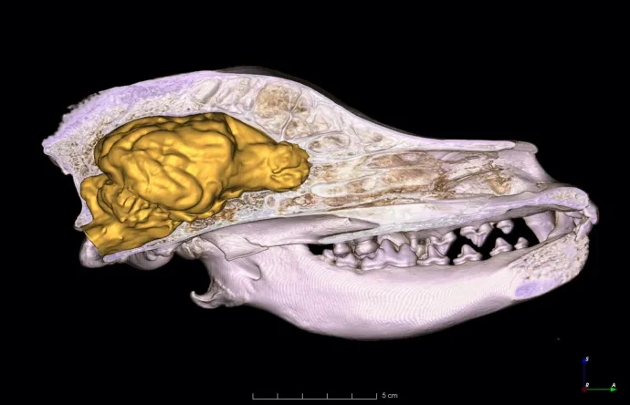 Magyar vizsla koponyája és 3D-s agyi modellje CT-felvételsorozat alapján – Forrás: Czeibert Kálmán / ELTE
