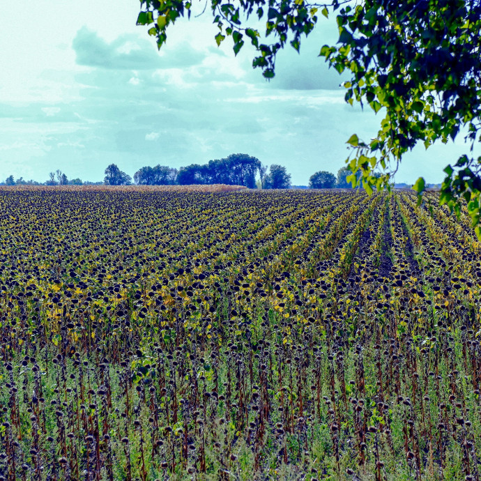 Kinél van az élelmiszerek drágulásából származó pénz?