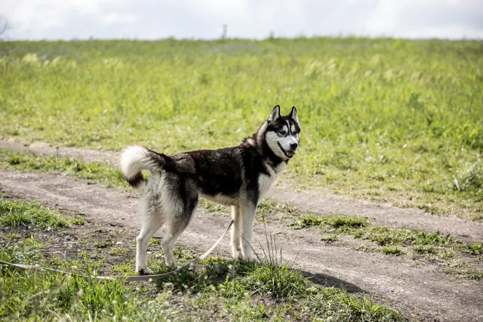 A gyönyörű, fajtiszta Husky, Logan gazdája elhunyt, így került a menhelyre. A fiatal, nagy mozgásigényű kutyának aktív,határozott gazdára van szüksége. Jól szocializált, autóban is szeret utazni és pórázon is szépen sétál. Volt, hogy hazavitték, majd visszahozták, mert zabolátlan természete sok volt. Olyan gazda kell neki, aki tudja, milyen egy szánhúzó, akit mozgatni kell, különben szökni fog. Neki például nem elég a táp, húsra is szüksége van. Fotó: Ancsin Gábor/Képszerkesztőség