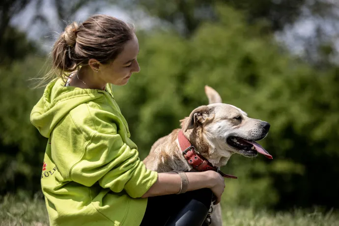 Vannak kutyák, akiken örökre nyomot hagy a múltjuk, a sérelmeik, traumáik, de Vanilla nem ilyen. Egy sötét ólban, bezárva tartották, innen mentették ki állatvédők, most pedig a rossz élmények ellenére mindenkivel barátságos. Boldogan csóvál, lelkes, kedves és hálás mindenért, a gyerekekkel is jól kijön. Pár kiló plusz a mozgáshiányos évek alatt felszaladt, de majd, ha még többet sétál és jól étkezik, ez is megoldódik. Fotó: Ancsin Gábor/Képszerkesztőség 