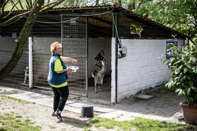 A menhelyi kutyának is jár a jó élet és étel