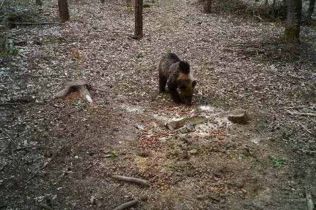 Medvét láttak az Aggteleki Nemzeti Park területén