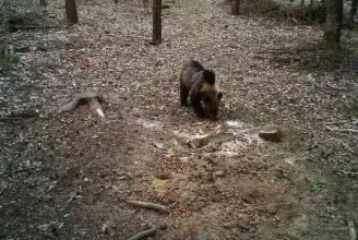 Medvét láttak az Aggteleki Nemzeti Park területén