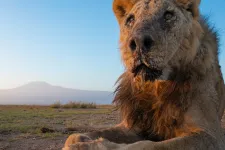 Megölték Afrika egyik legidősebb oroszlánját
