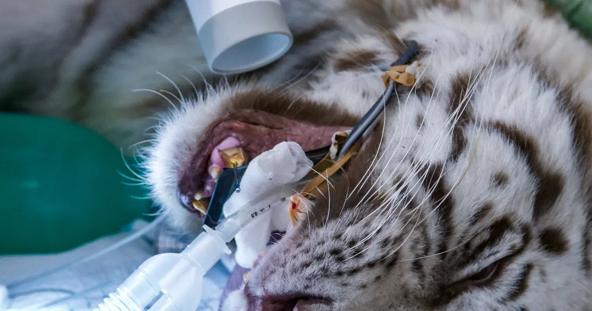 Négy és fél órán át pofozták helyre a nyíregyházi fehér tigris fogsorát, de nem a mosolya miatt