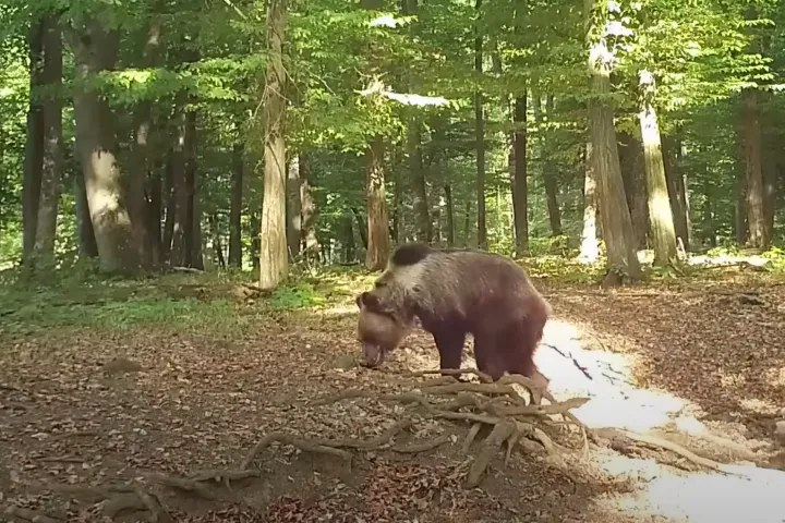 Videón Mihály, a bükki medve