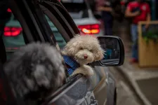 Egy leleményes gyorshajtó megpróbált helyet cserélni a kutyájával, hogy ne őt kapják el