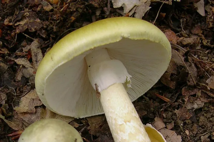 Úgy tűnik, van ellenszer a gyilkos galóca halálos mérgére