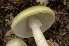 Úgy tűnik, van ellenszer a gyilkos galóca halálos mérgére