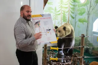 Medvekiállítás nyílik Székelyföld medvevárosában, Tusnádfürdőn, ahol a kukázó medvék nejlonzacsis ürülékét is meg lehet nézni
