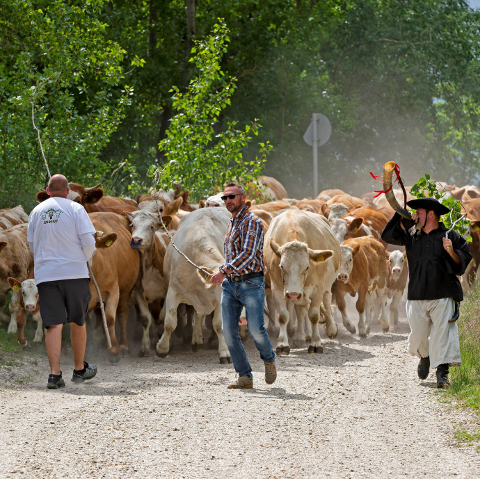 Ha esik a nyerstej ára, miért nem zuhan vele a bolti ár is azonnal?