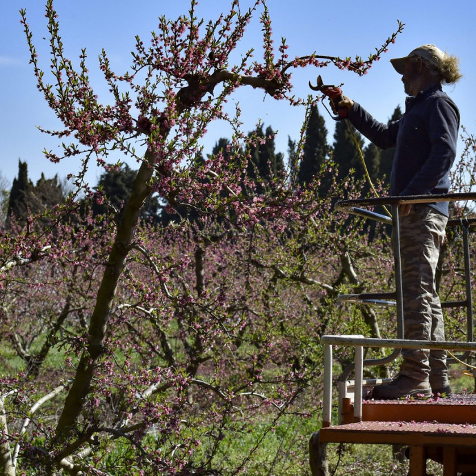 Hullanak a gyümölcsök a hidegtől, a baracktermés 70 százaléka kiesik