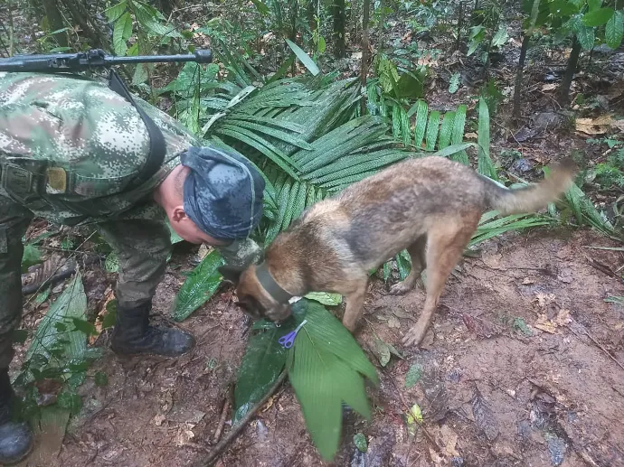 Egy katona és egy kutya keresi a dzsungelben lezuhant Cessna utasait Fotó: Colombian Air Force