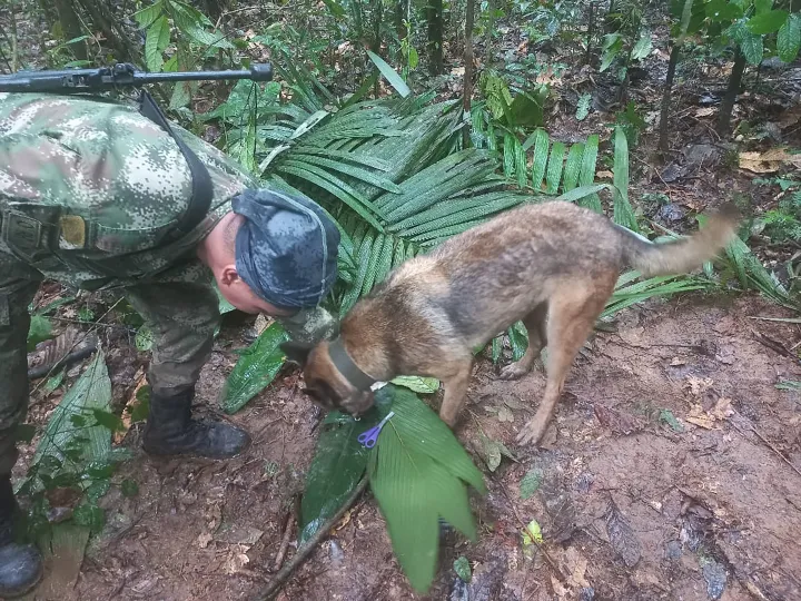 Kutyákkal keresik a gyereket az erdőben – Fotó: Colombian Air Force
