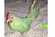 Zöldre festette a tyúkot, aztán megpróbálta papagájnak eladni a pakisztáni csaló