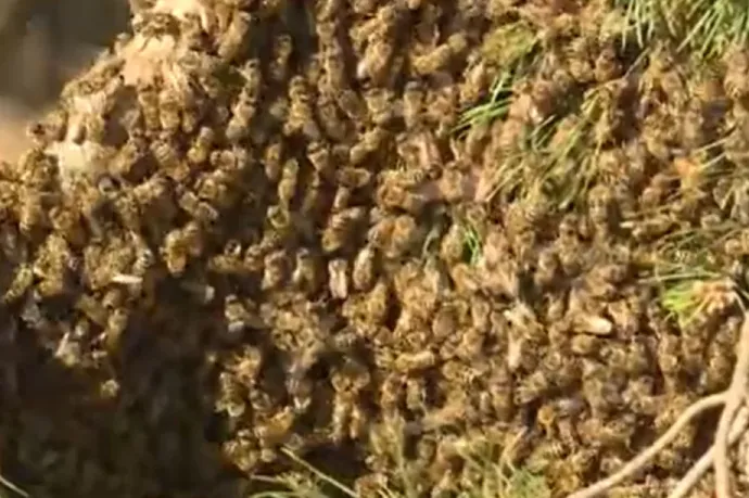 Negyvenezres méhrajt lakoltattak ki egy egri társasház udvarából