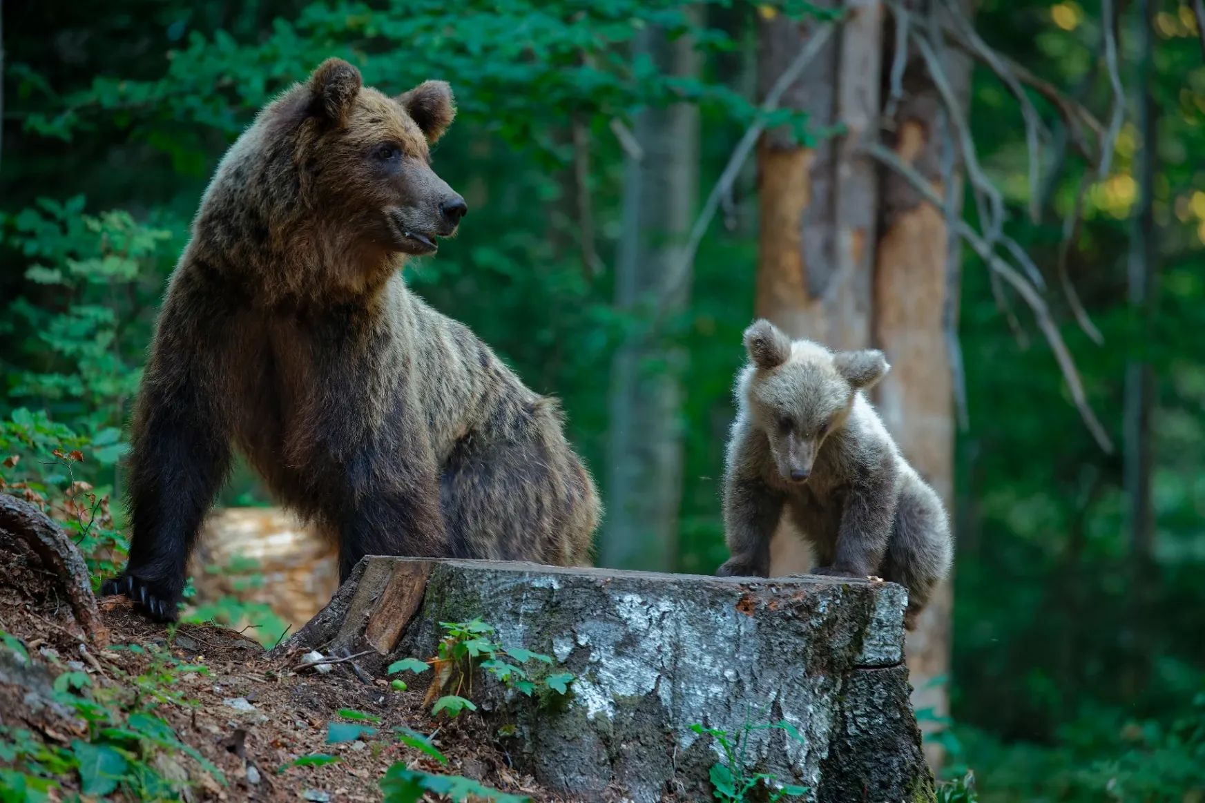 PressOne: lázasan folyik a készülődés a trófeavadászatra, 5 ezer eurótól indul a medvekilövési tarifa