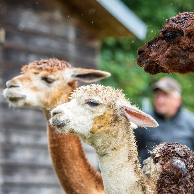 Élesedik a verseny a nyílt forráskódú szoftver közösségek és a nagy techcégek között, azaz így lesz a LlaMAból Alpaca
