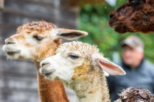 Élesedik a verseny a nyílt forráskódú szoftver közösségek és a nagy techcégek között, azaz így lesz a LlaMAból Alpaca