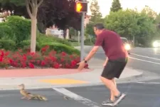 Kacsákat terelt át az úton egy férfi Kaliforniában, amikor halálra gázolta egy autós